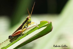 Scotussa impudica