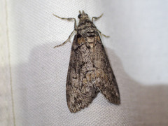 Smyriodes trigramma