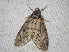 Smyriodes trigramma
