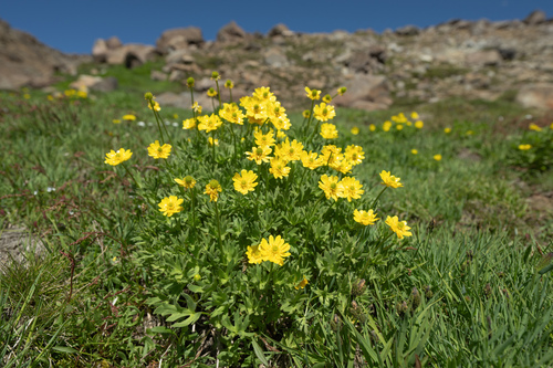 Ranunculus peduncularis