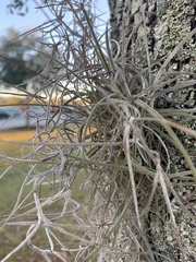 Tillandsia recurvata image