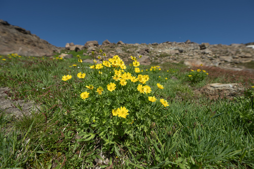 Ranunculus peduncularis, photograph 1