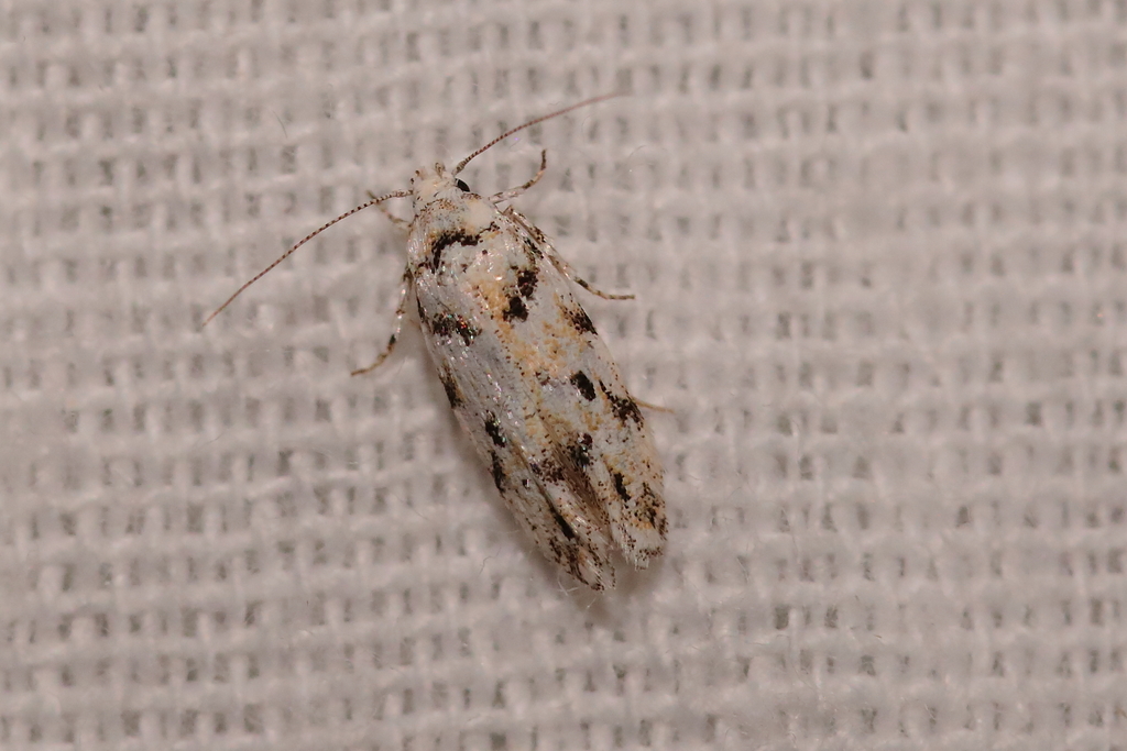 Parastenolechia nigrinotella