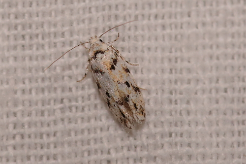 Parastenolechia nigrinotella