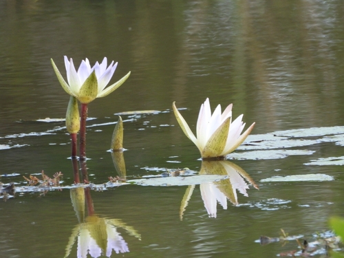 Tropical Royalblue Waterlily (Nymphaea elegans)