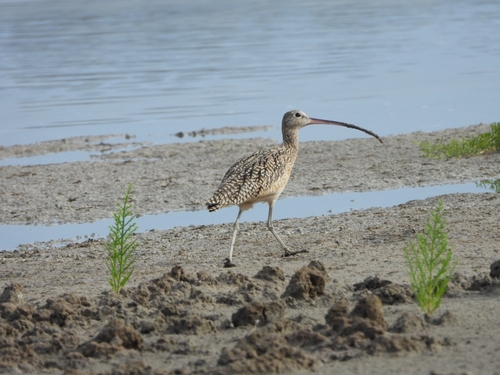 Long-billed Curlew (Numenius americanus), photo 6