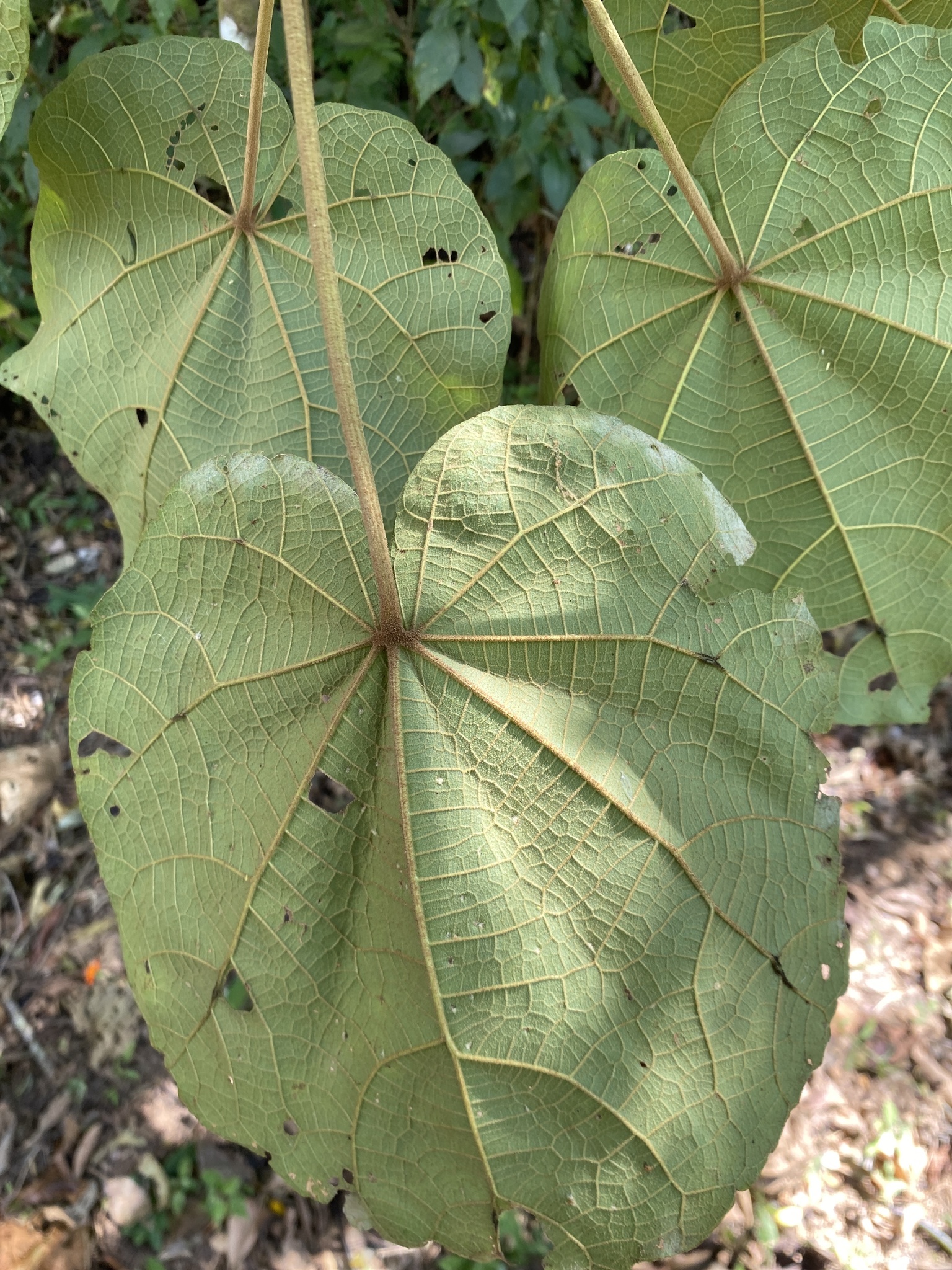 Hampea platanifolia