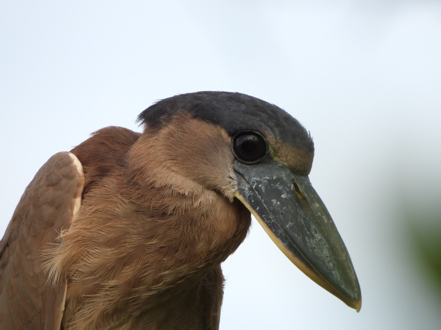 Boat-billed Heron (Cochlearius cochlearius), photo 6