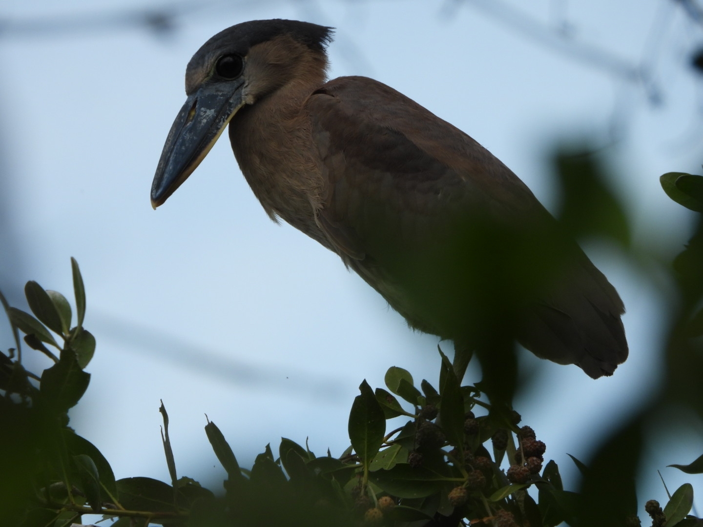 Boat-billed Heron (Cochlearius cochlearius), photo 7