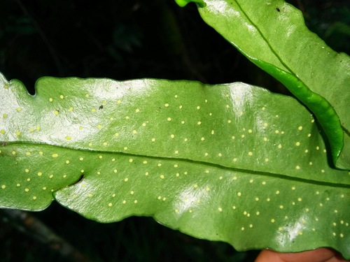 Neocheiropteris superficialis iNat (3)