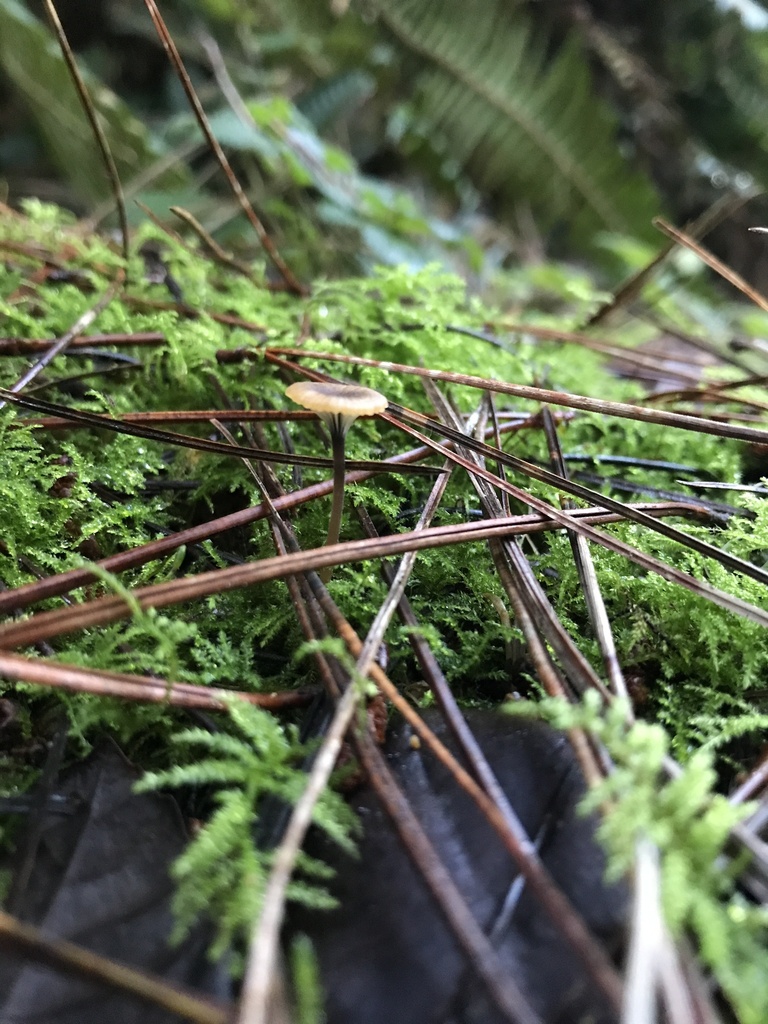Rickenella swartzii · January 2026 · photo: © paganka (iNaturalist, cc-by-nc)