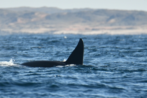 Orcinus orca