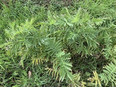 Tanacetum vulgare