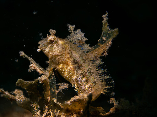 Crested sabre-tooth (Petroscirtes mitratus) — Blenniidae — 4