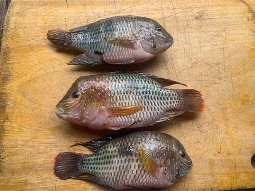 Green terror (Andinoacara rivulatus) — Cichlidae — 3