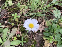 Bellis perennis