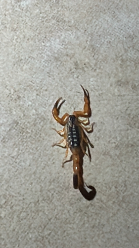 Photo of Bark Scorpion (Uroplectes vittatus)