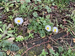 Bellis perennis