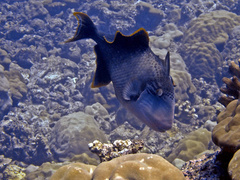 Pseudobalistes flavimarginatus