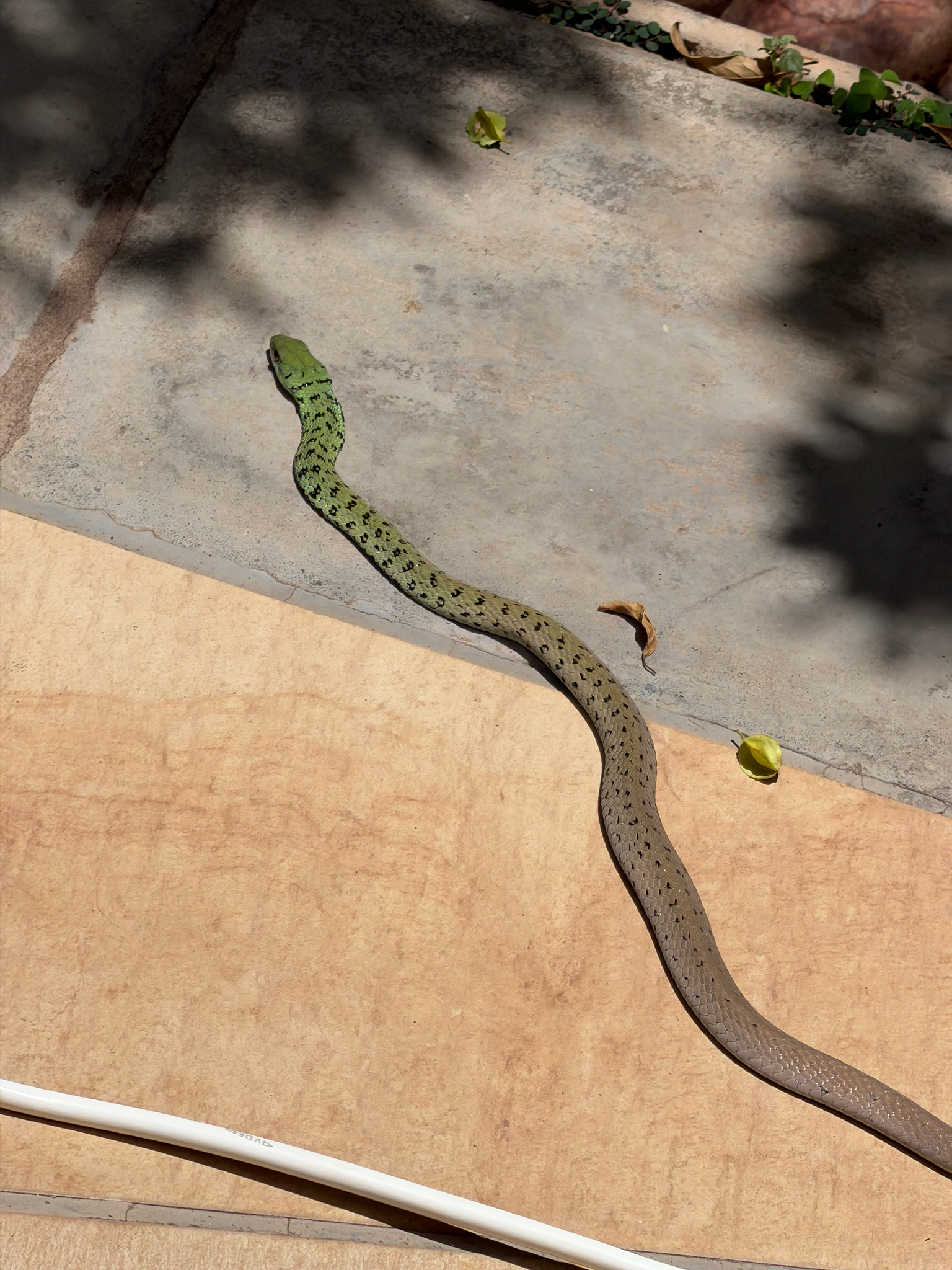 Chifundera’s Green Snake, Philothamnus chifunderai