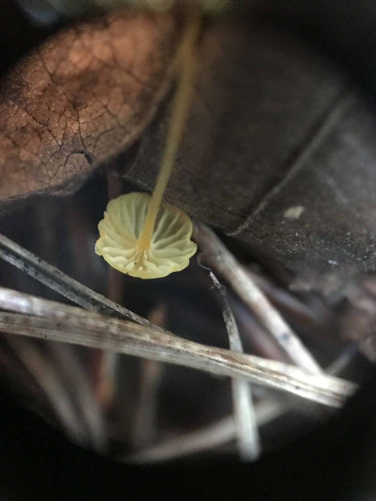 Mycena oregonensis · January 2026 · photo: © paganka (iNaturalist, cc-by-nc)