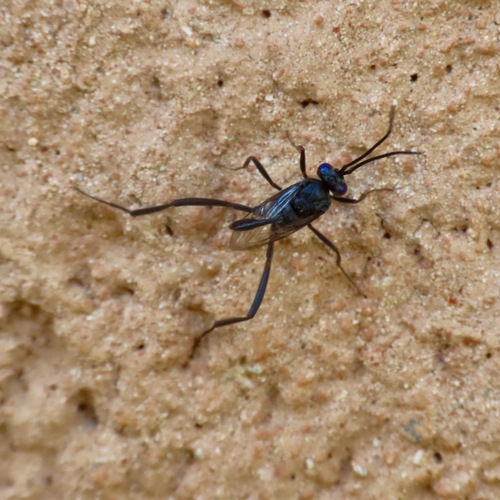 Blue-eyed Ensign Wasp (Evania appendigaster)