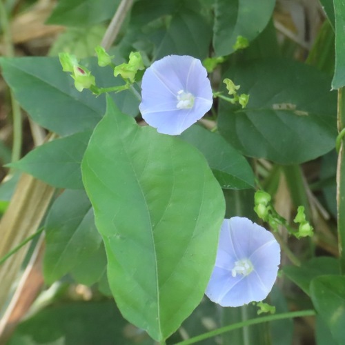 Skyblue Clustervine (Jacquemontia pentanthos)