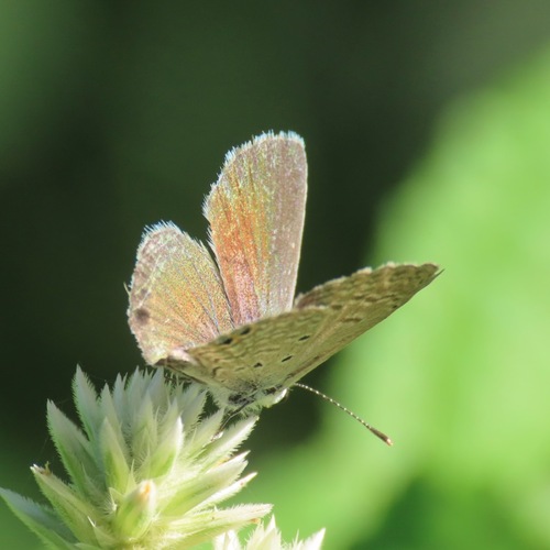 Ceraunus Blue (Hemiargus ceraunus)