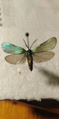 Jordanita globulariae