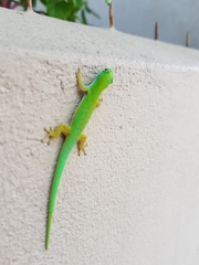 Seychelles Day Gecko photo 2