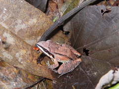 Leptodactylus elenae