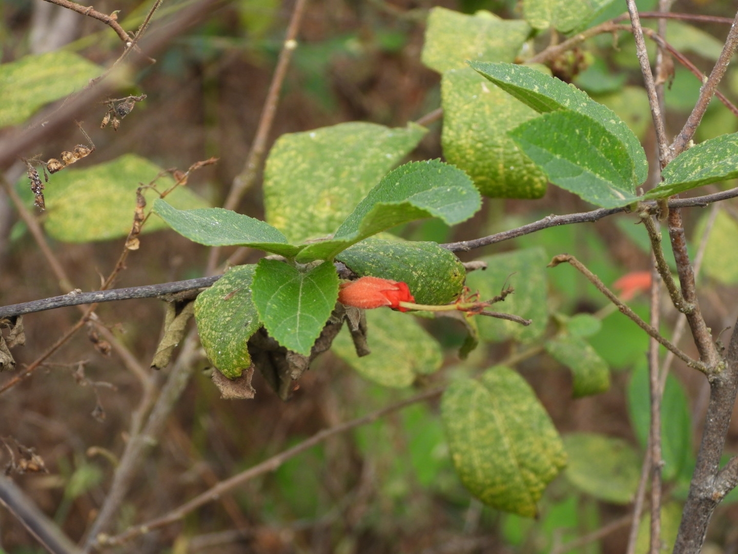 Screw-Nut Tree (Helicteres guazumifolia)
