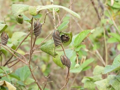 Helicteres guazumifolia, photograph author not stated, no rights reserved