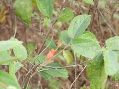 Helicteres guazumifolia, photograph author not stated, no rights reserved