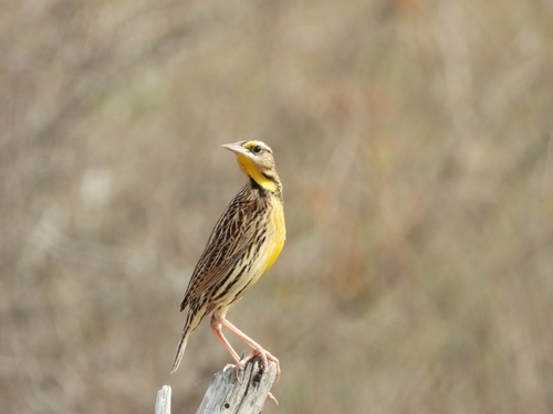 Chihuahuan Meadowlark (Sturnella lilianae)