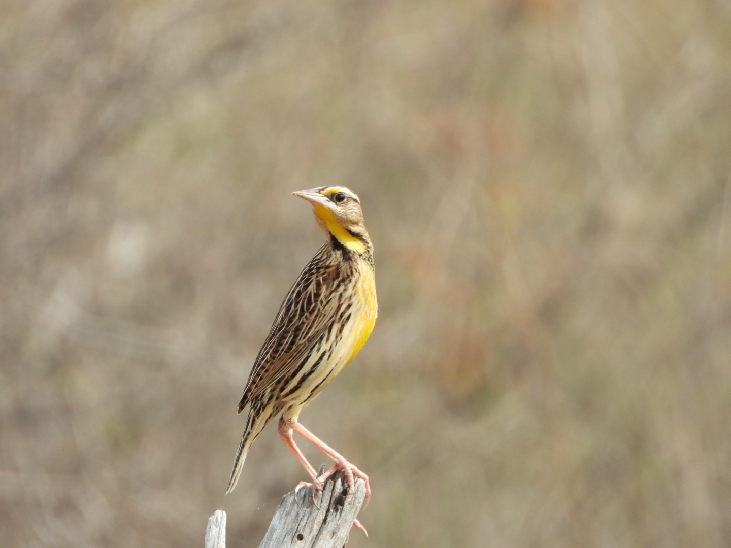 Chihuahuan Meadowlark (Sturnella lilianae), photo 1