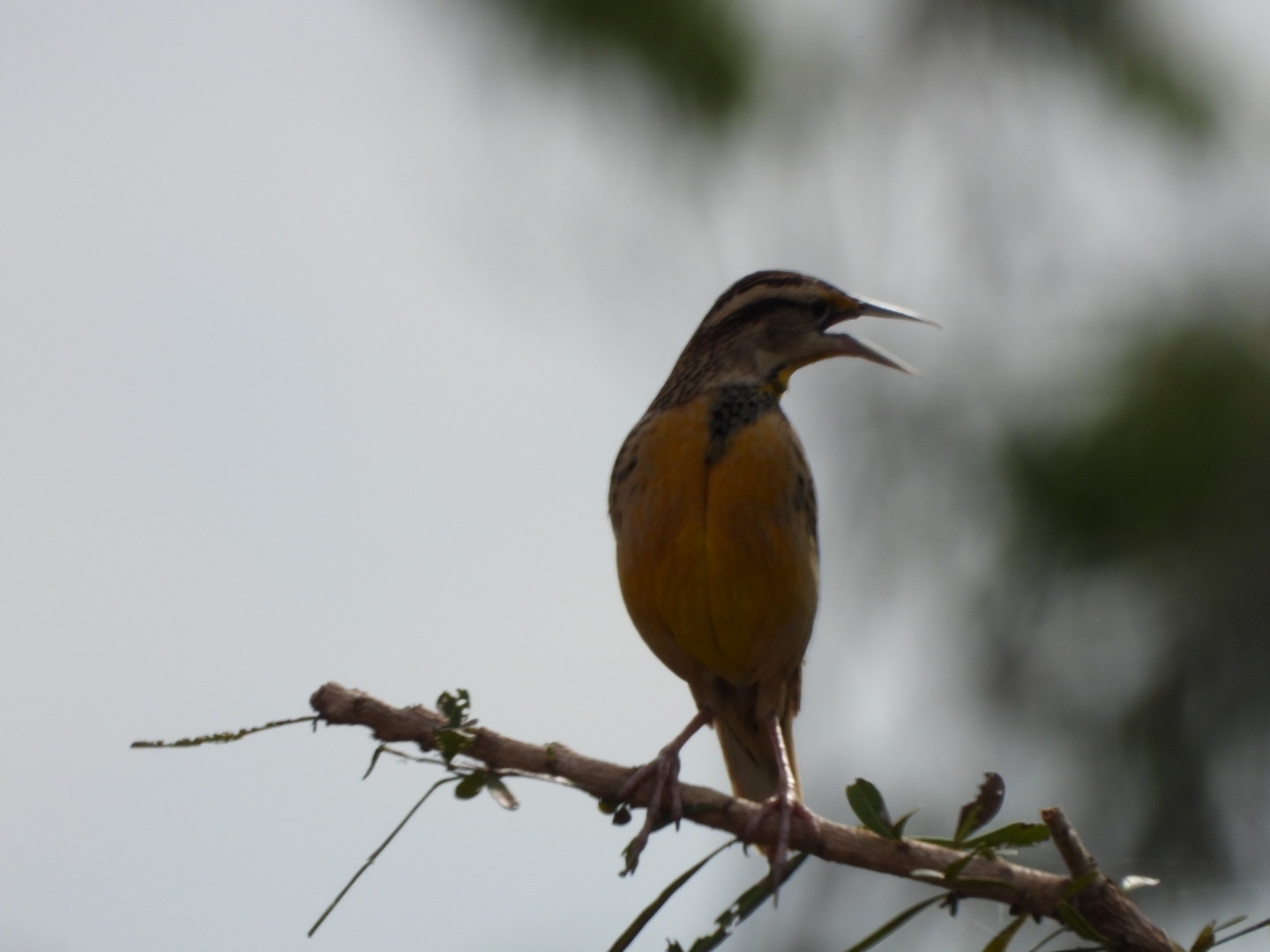 Chihuahuan Meadowlark (Sturnella lilianae), photo 2