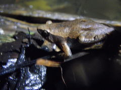 Microhylidae