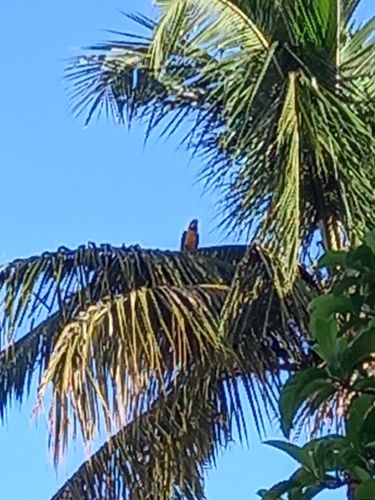 Blue-and-yellow Macaw