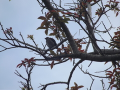 Muscicapa adusta adusta
