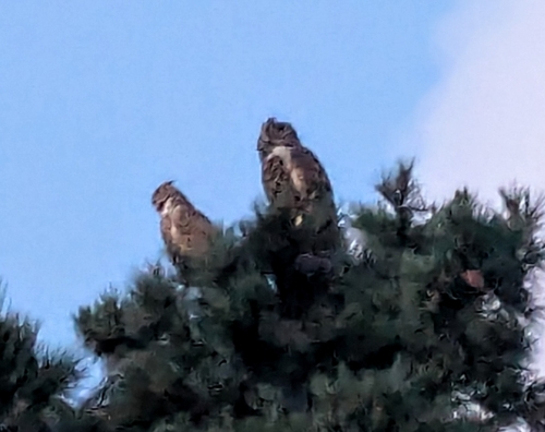 View observation of {o.common_name} on iNaturalist