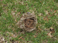 Zosterops virens capensis