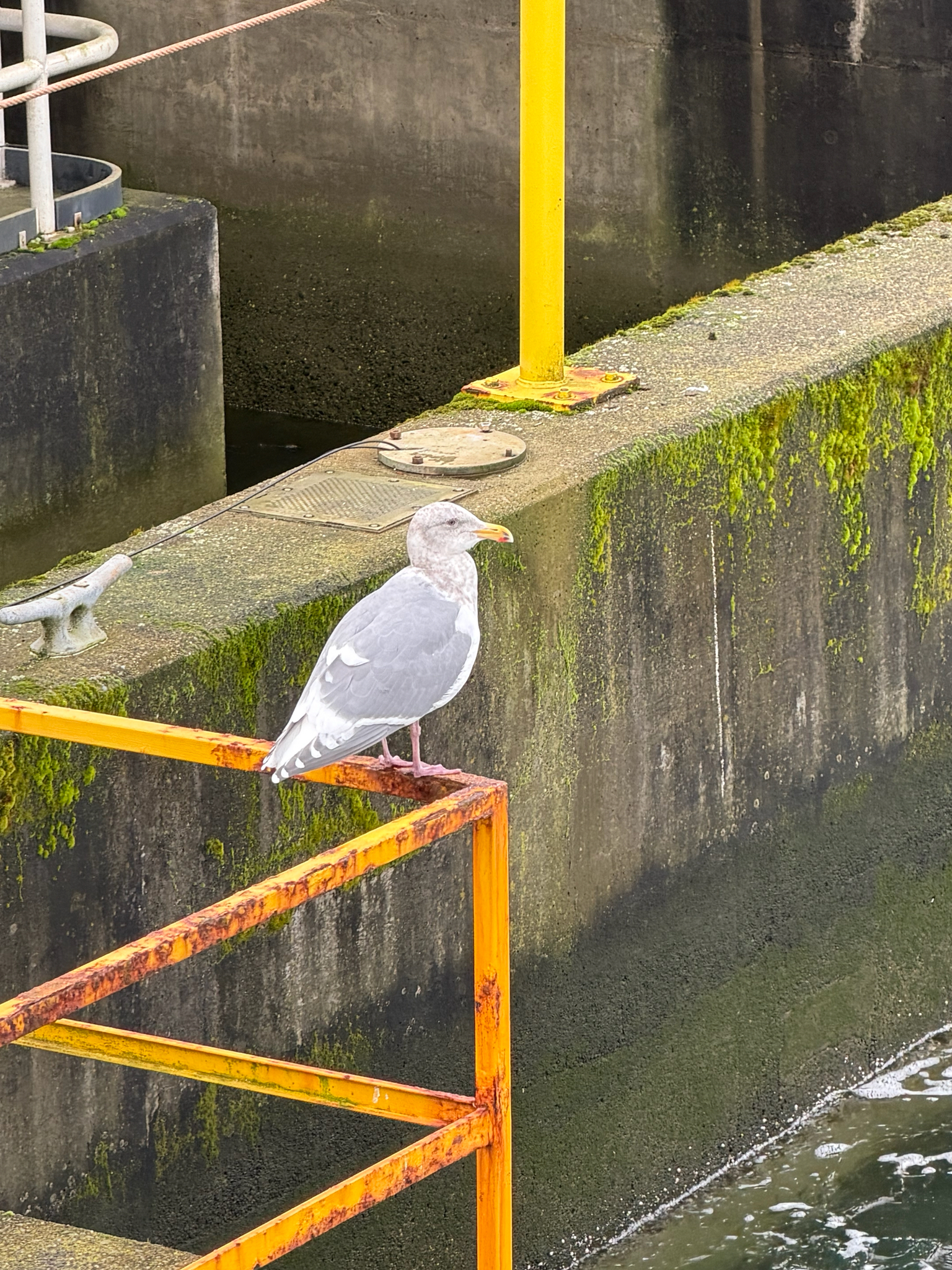 Glaucous-winged Gull (Larus glaucescens), photo 5