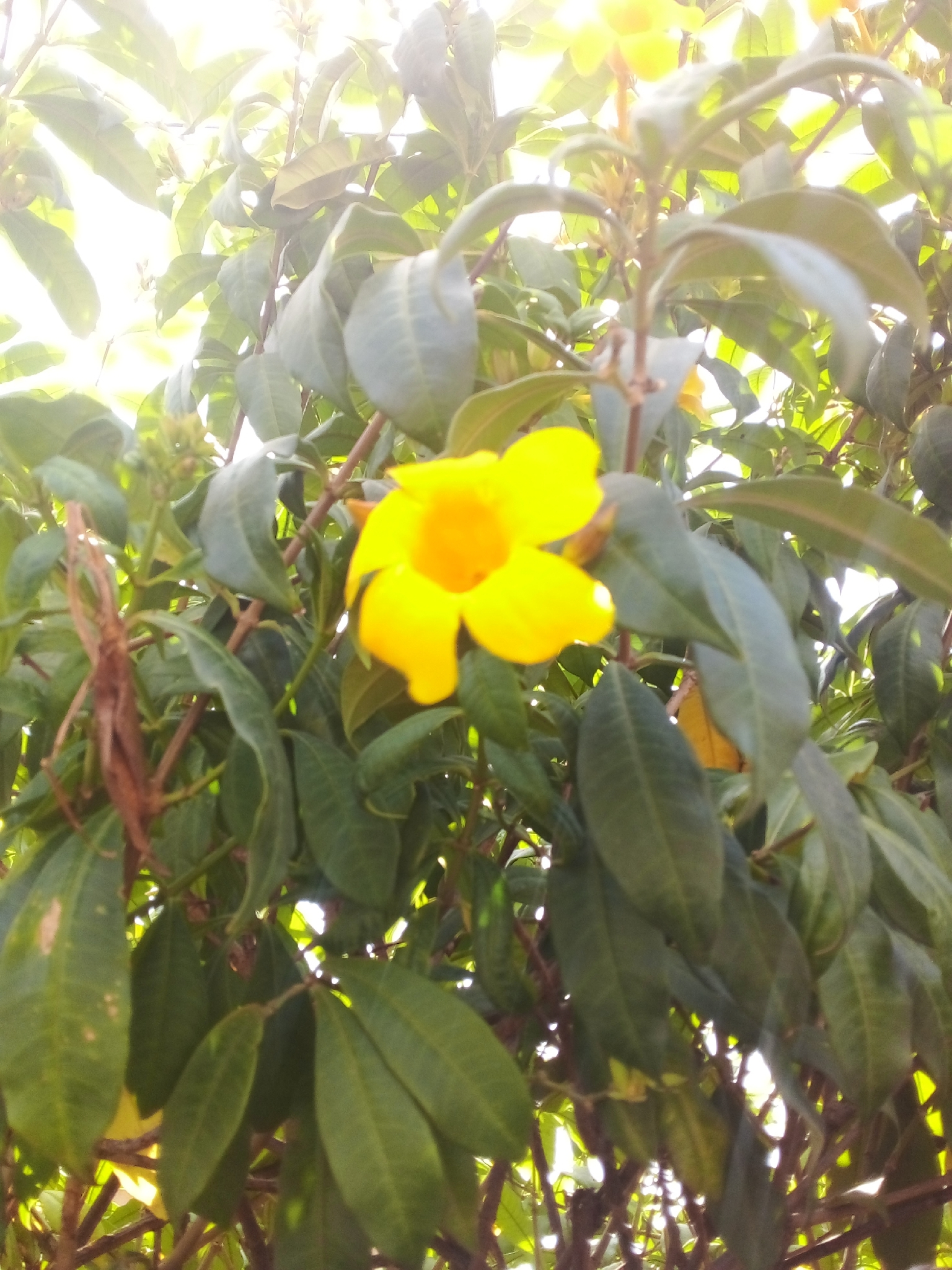 Flor de mantequilla