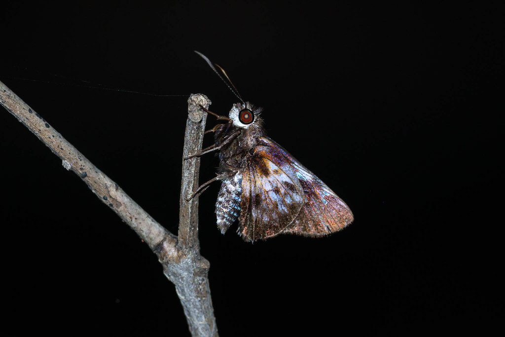 Blue-flash Skipper