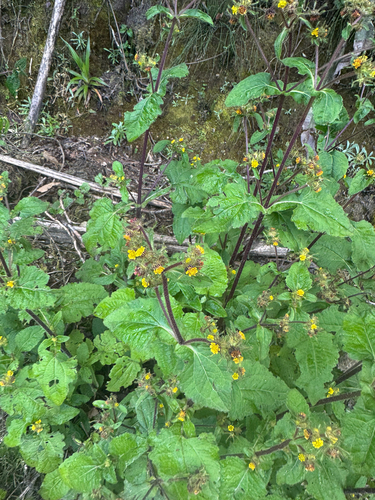 Sigesbeckia jorullensis, photograph 5