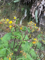 Sigesbeckia jorullensis, photograph (c) Elizabeth Axley, some rights reserved (CC BY)