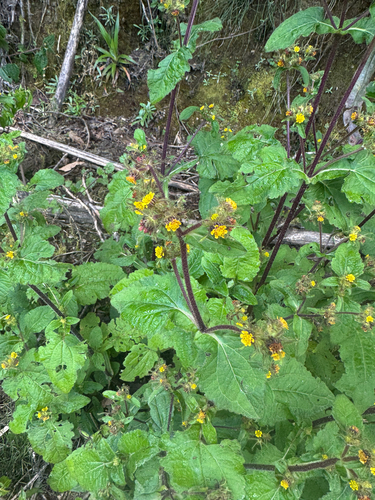 Sigesbeckia jorullensis, photograph 6