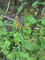 Sigesbeckia jorullensis, photograph (c) Elizabeth Axley, some rights reserved (CC BY)