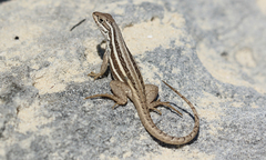 Leiocephalus stictigaster